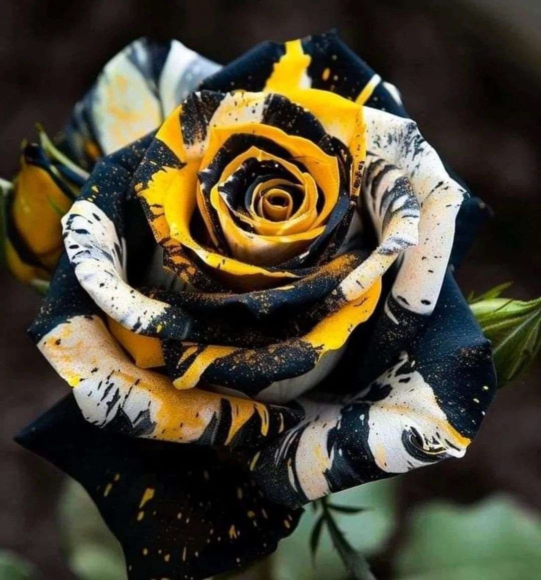 Special Rose Plant YT15