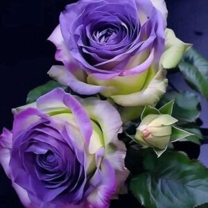 Special Rose Plant YT21