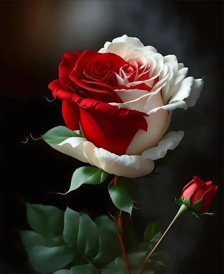 Special Rose Plant SP7