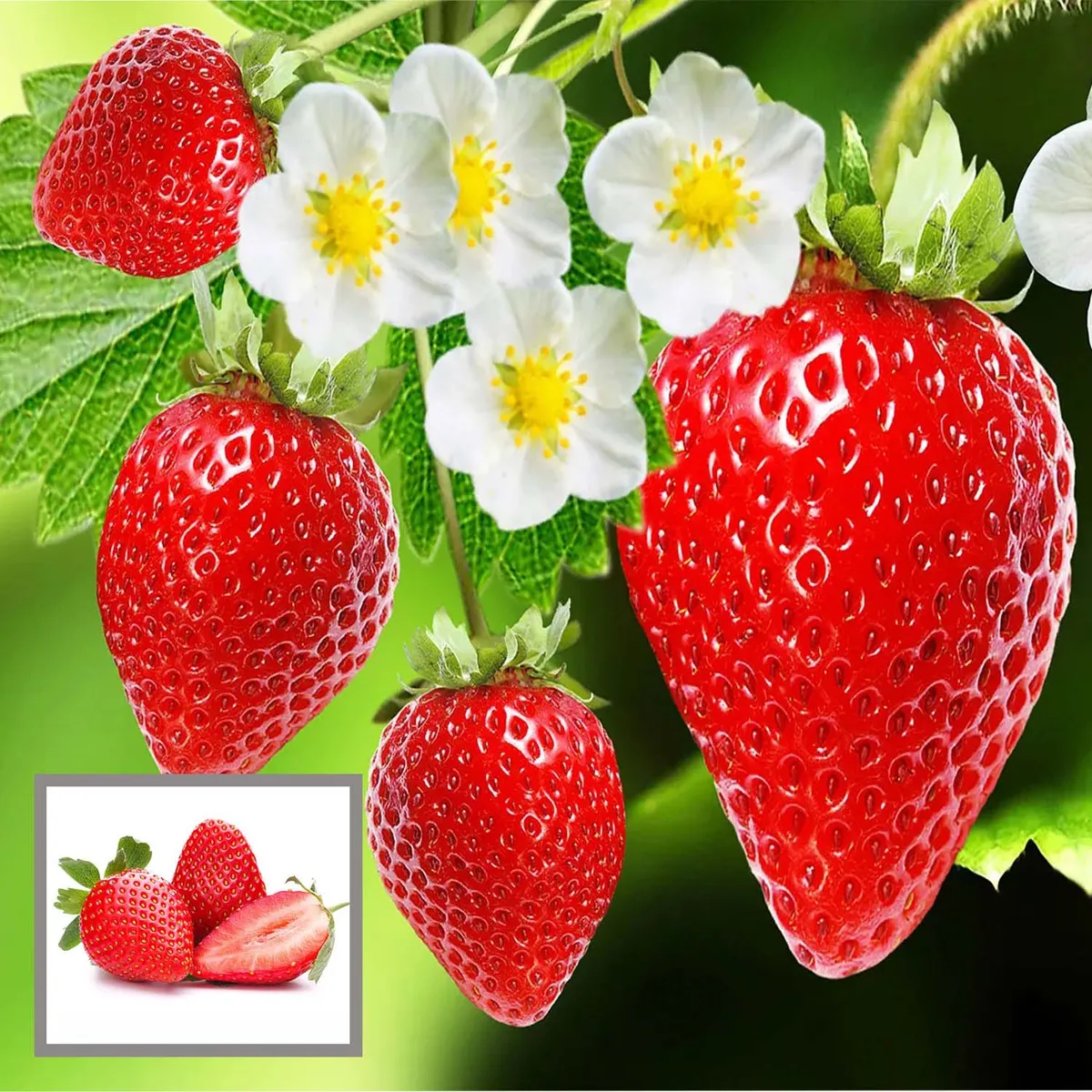 Strawberry – Fruit Plant
