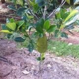 Lakshadweep Jackfruit Plant