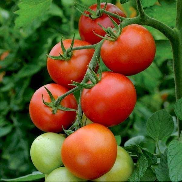 Tomato F1 Hybrid TS 15 - Vegetable Seeds