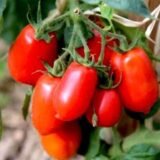 Tomato Roma - Organic Vegetable Seeds