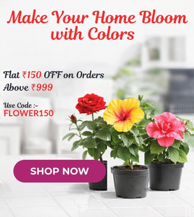 Beautiful flowering plants in pots with colorful blooms