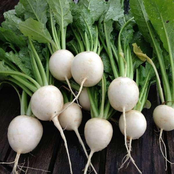 Turnip White Special No. 1 - Vegetable Seeds
