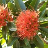 Golden Penda / Crimson Penda (First Love)