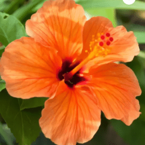 Orange Colour Hybrid Hibiscus (Joba)