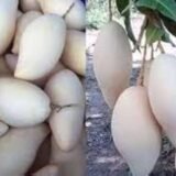 White Mango Plant