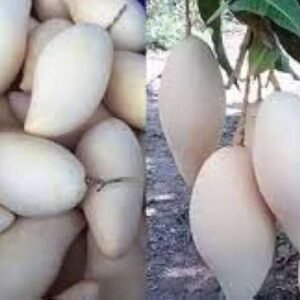 White Mango Plant
