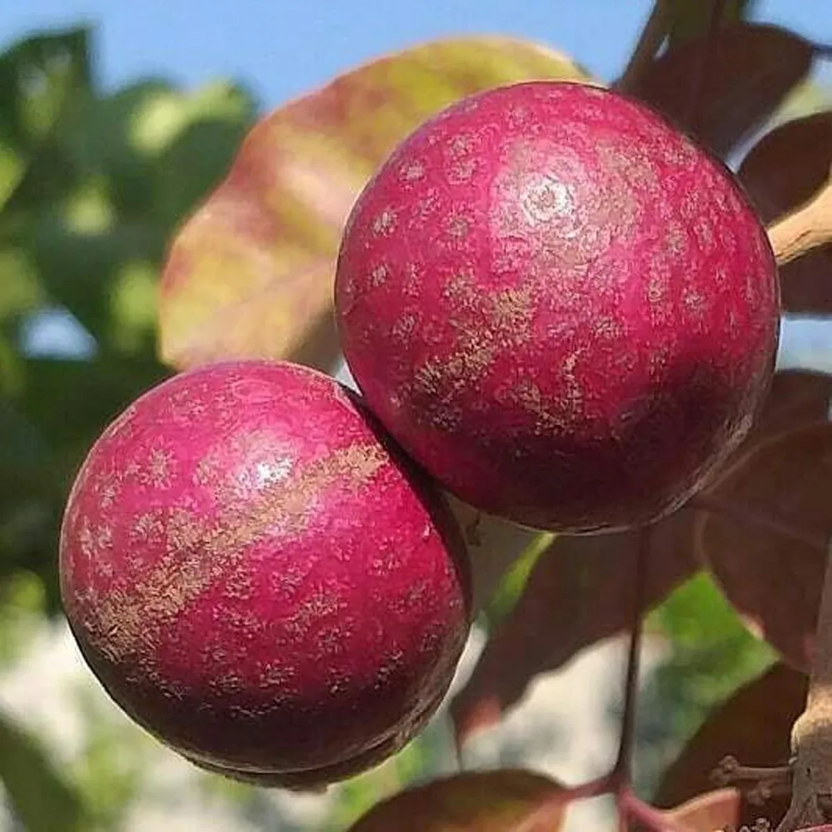 Ruby Red Plus Dragon Eye Longan Plant – Tropical Fruit Tree - Image 2