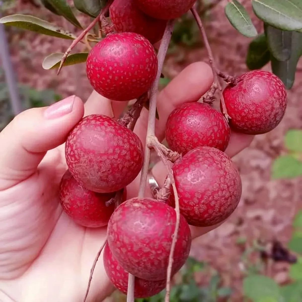Ruby Red Plus Dragon Eye Longan Plant – Tropical Fruit Tree - Image 5