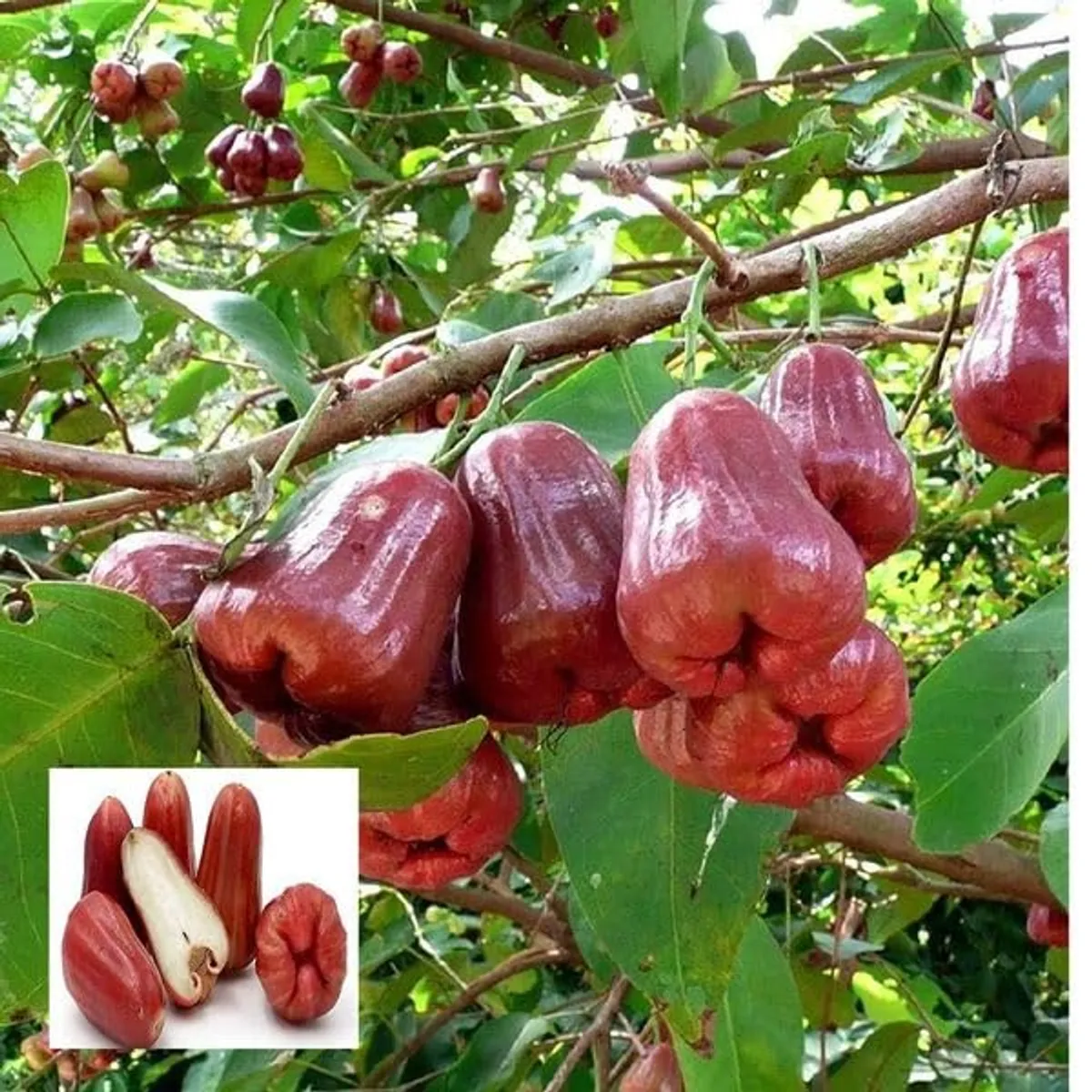 Red Malay Wax Apple Water Apple Java Apple Jamrul Chamba