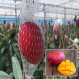 Miyazaki Egg Of Sun Taiyo No Tamago Mango Aam Grafted Fruit Live Plant