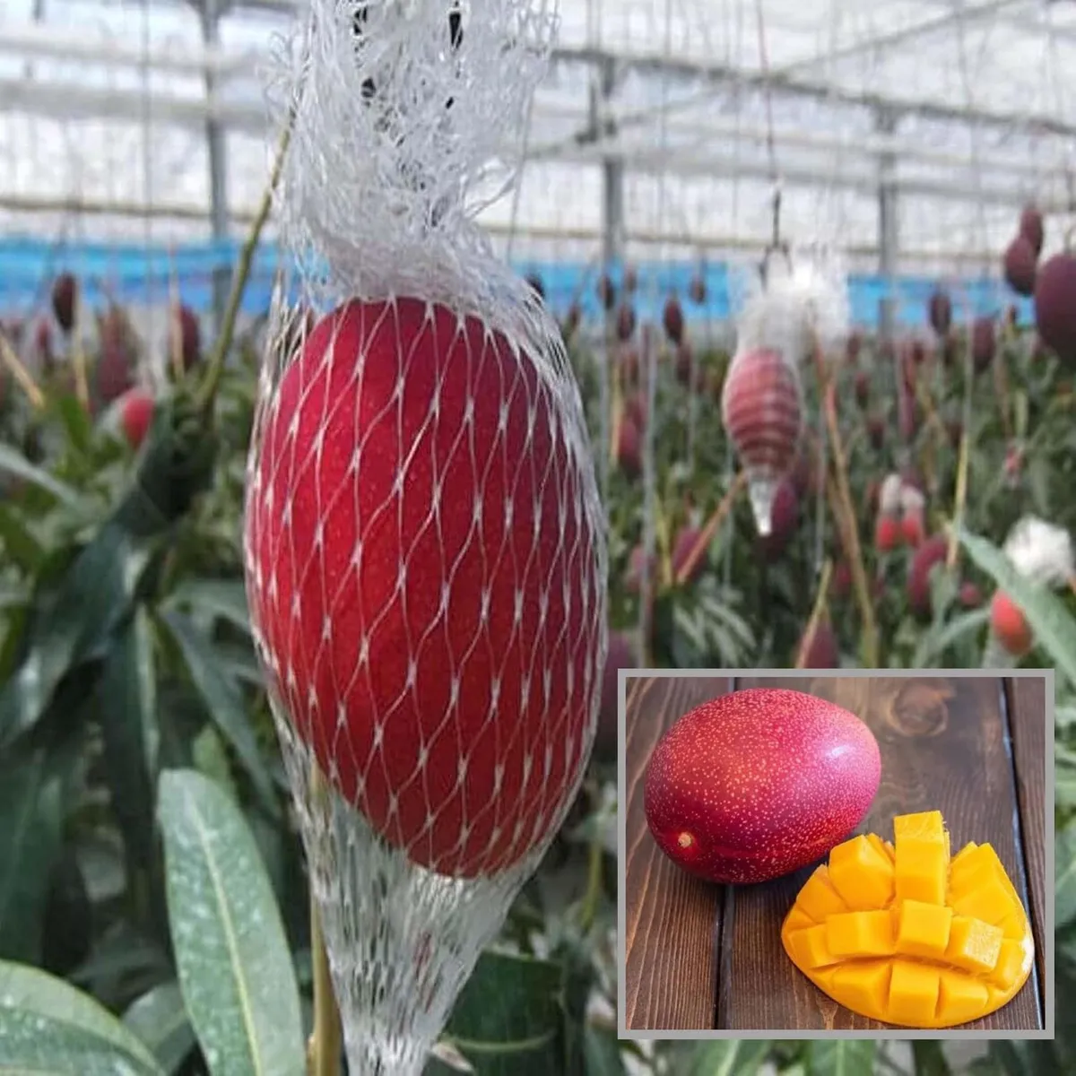 Miyazaki Egg Of Sun Taiyo No Tamago Mango Aam Grafted Fruit Live Plant