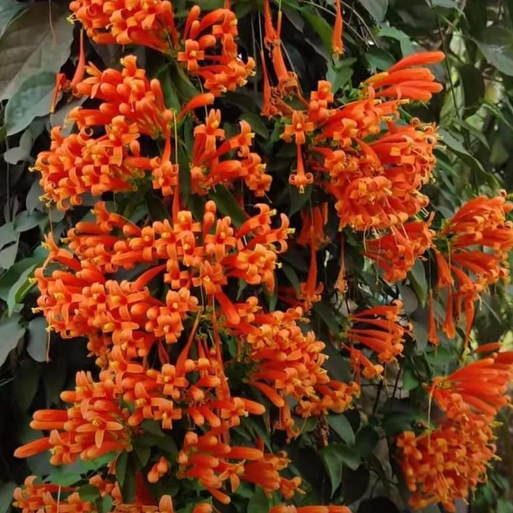 Vanestara Green Flower Plant – Ornamental Plant