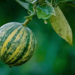Variegated Sweet Malta Lemon Plant