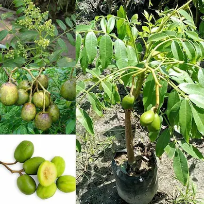 Pusa Surya Mango Plant - Image 3