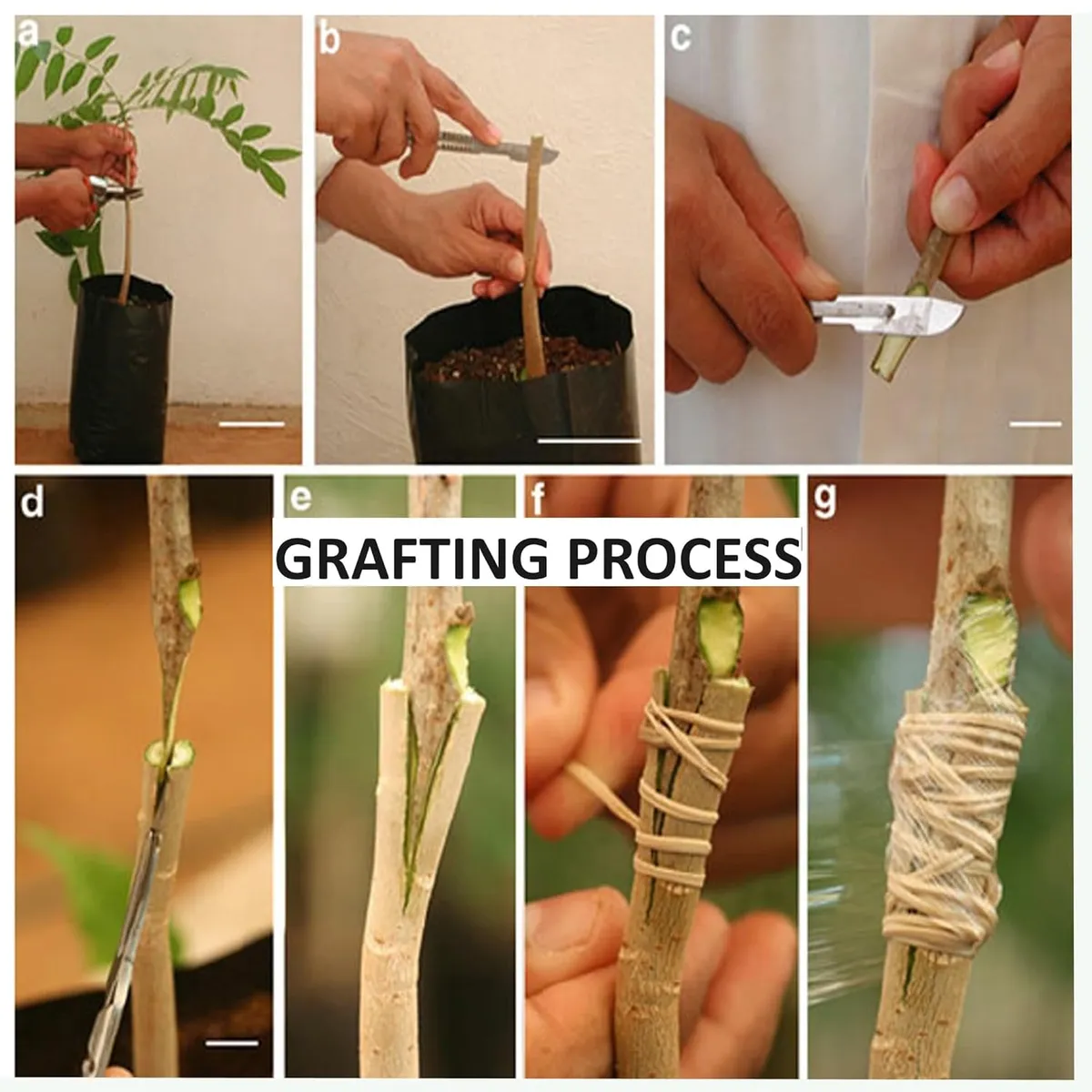 American Red Palmar Mango Aam Grafted Fruit Live Plant - Image 4