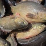 Vietnam Koi Fish Seeds