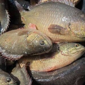 Vietnam Koi Fish Seeds