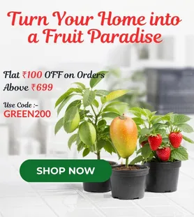 Fresh fruit plants in pots with shop now button