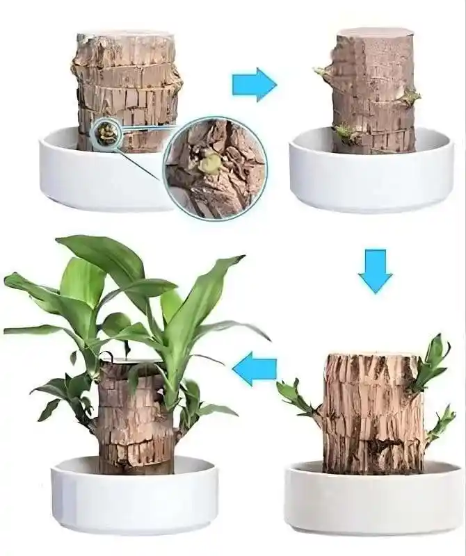 Lucky Brazil Wood indoor plant in pot for home décor and good luck