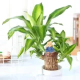 Lucky Brazil Wood Plant