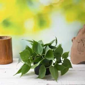 Philodendron Scandens Oxycardium heart leaf indoor plant in pot