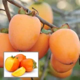 Hachiya Persimmon Plant – Tropical Fruit Tree