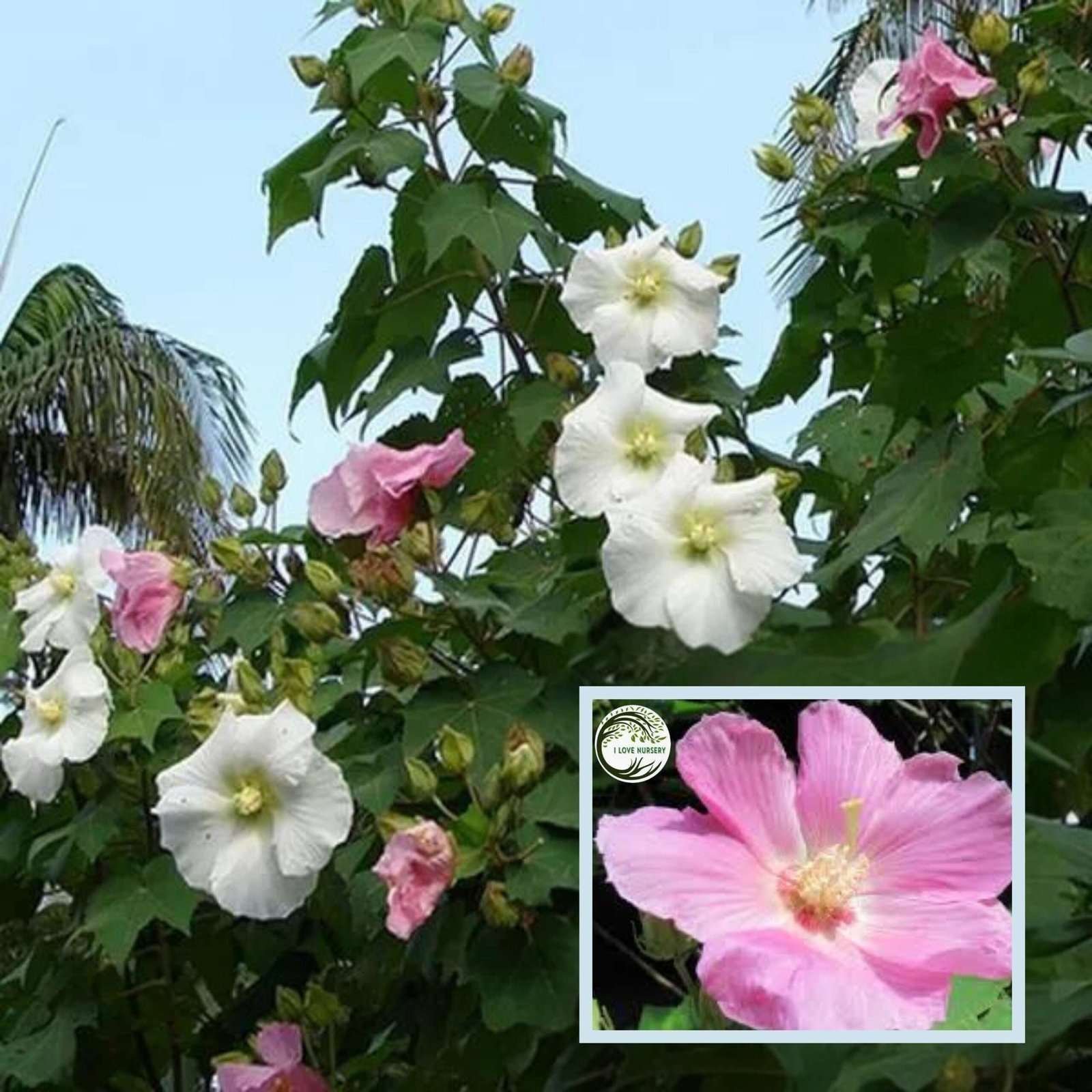 Single Petal All Time Cotton Rose Land Lotus Sthal Poddo Hibiscus Mutabilis Changeable Colour Flower Live Plant