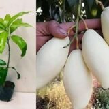 Thailand White Mango Plant