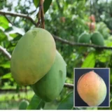 Coconut Cream Mango Plant