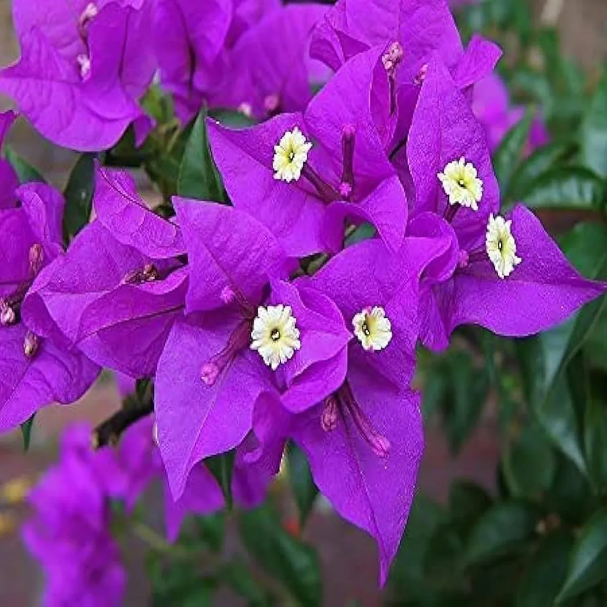 Purple Colour Bougainvillea Kagoj Ful Shrubs Flower Live Plant - Image 4
