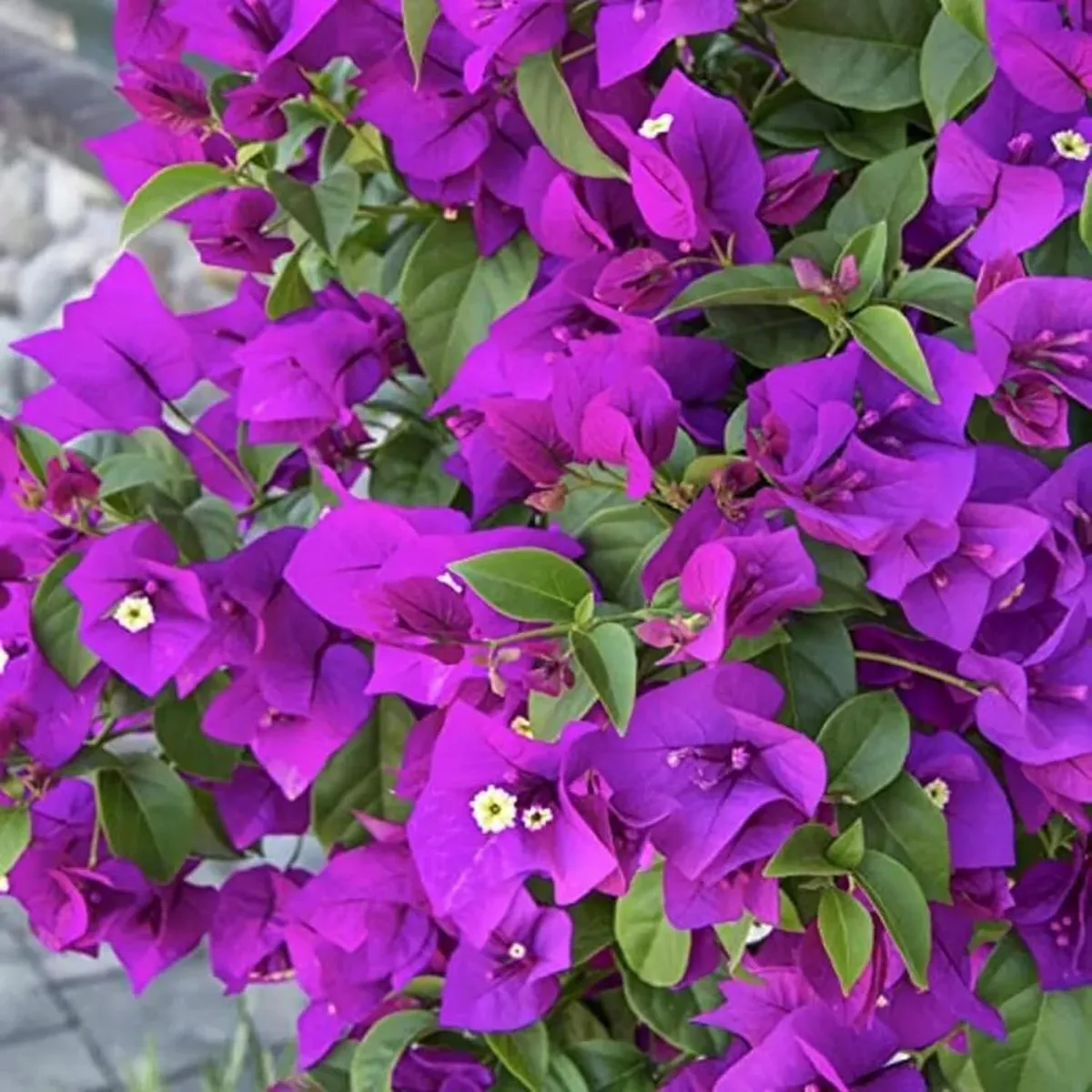 Purple Colour Bougainvillea Kagoj Ful Shrubs Flower Live Plant - Image 5