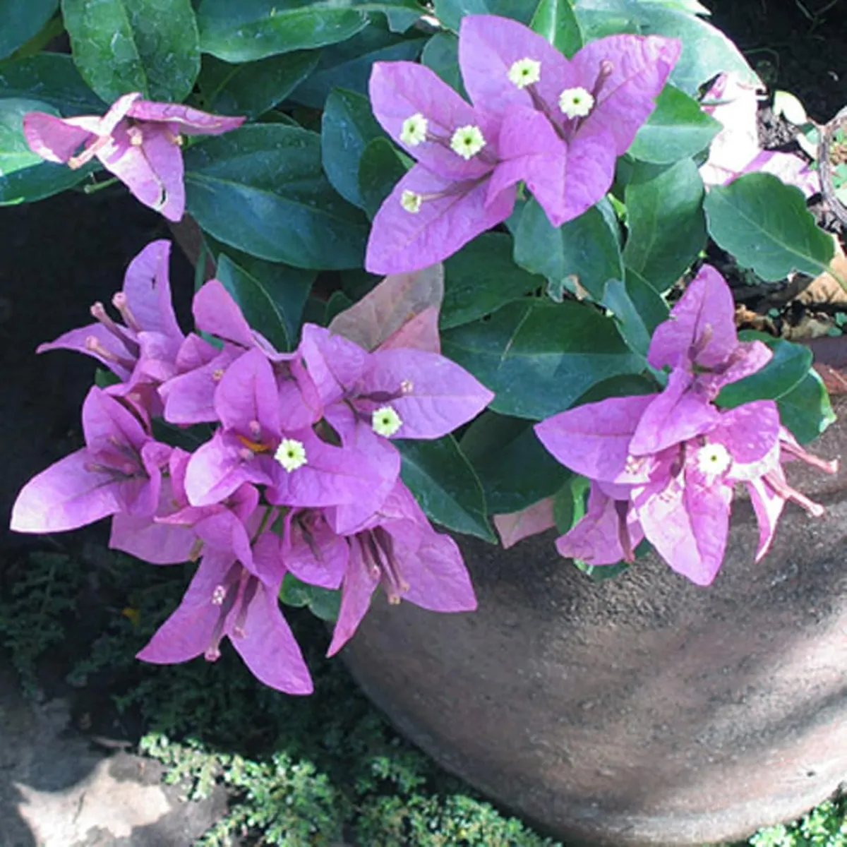 Purple Colour Bougainvillea Kagoj Ful Shrubs Flower Live Plant - Image 3