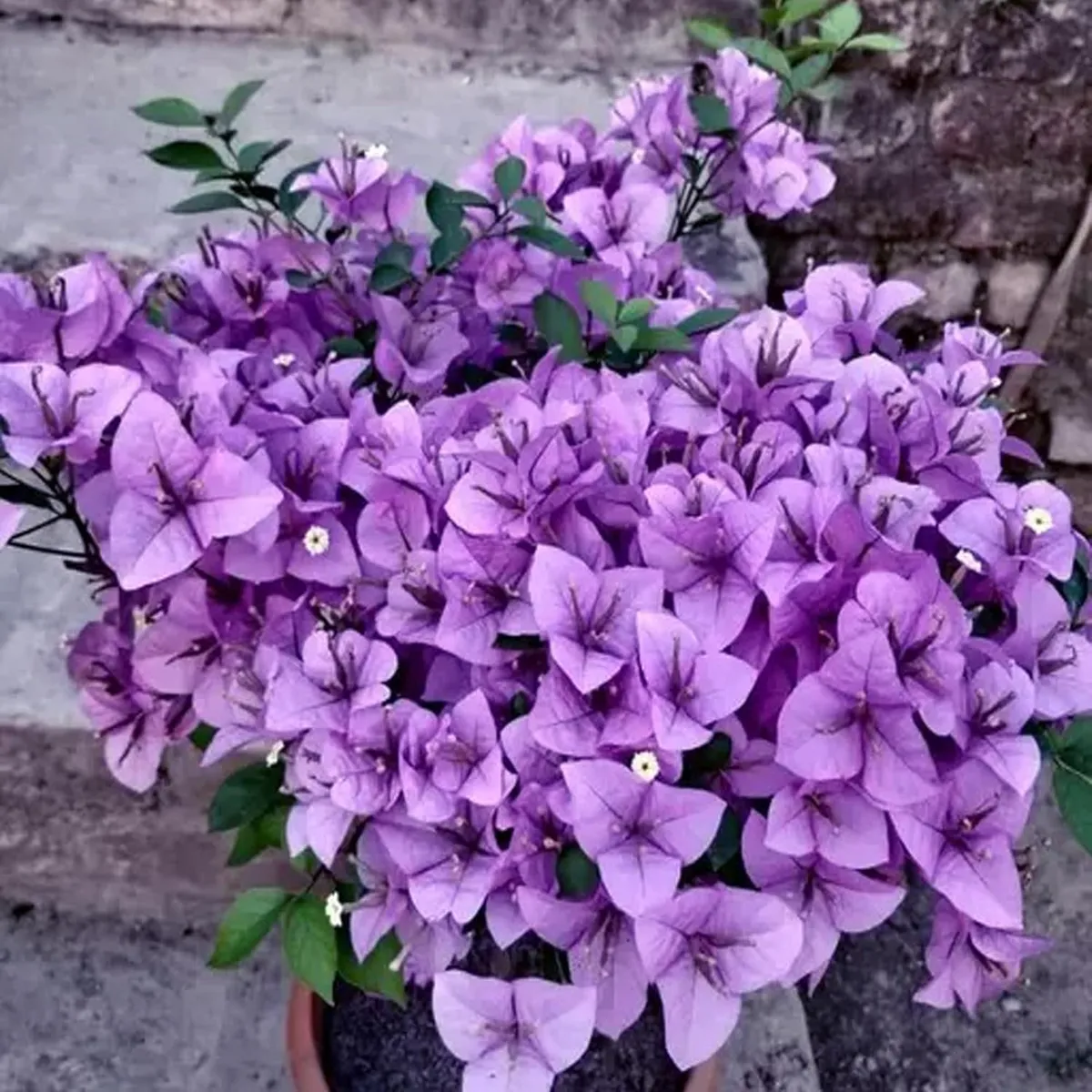 Purple Colour Bougainvillea Kagoj Ful Shrubs Flower Live Plant - Image 2