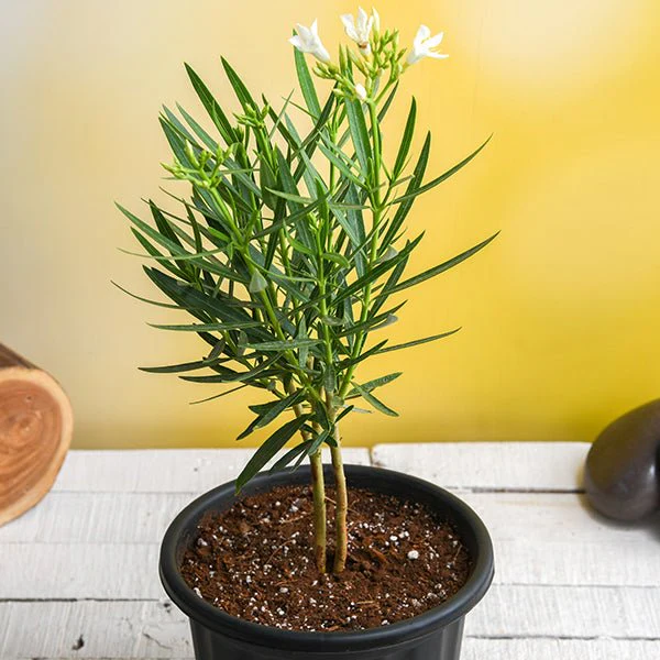 Kaner (Nerium Oleander – White Color) - Image 2