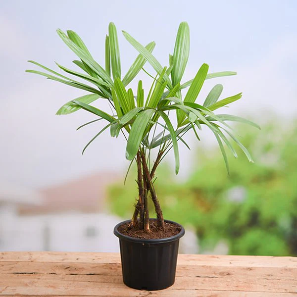 Raphis Palm – Lady Palm Indoor Plant