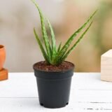 Magical Aloe Vera Plant – Indoor & Medicinal