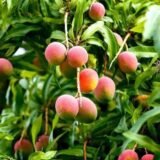 Pairi (Payari) Mango Plant