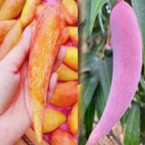 Chili Lajiao Mango Plant
