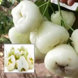 White Wax Apple Water Jamrul Chamba
