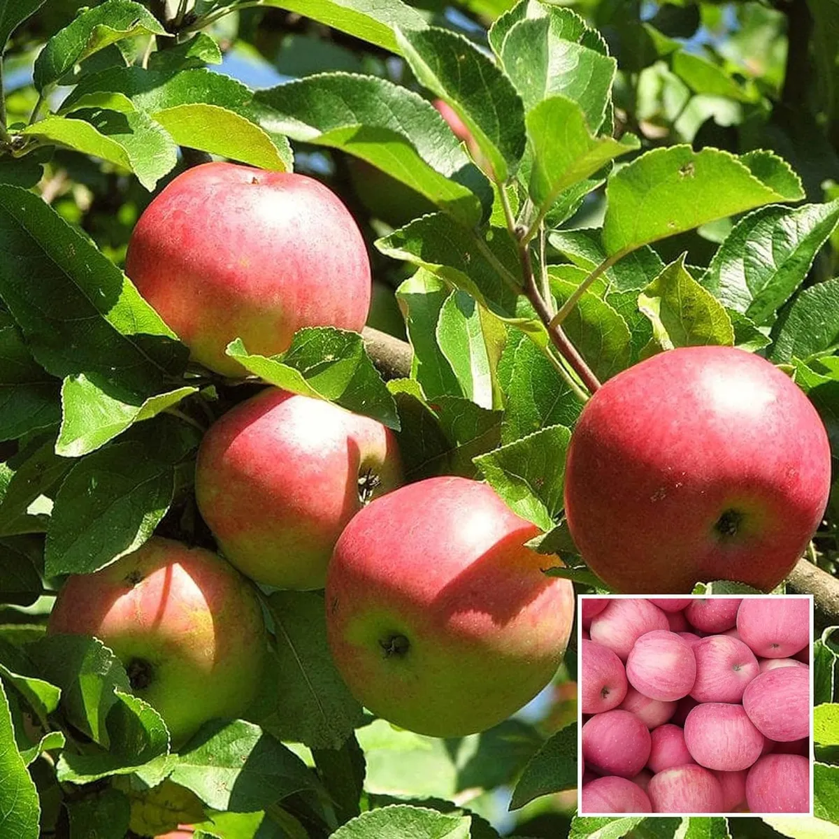 Early Fuji Low Chill Tropical Apple Plant – Seb