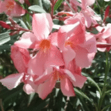 Kaner (Nerium Oleander)- Any Color