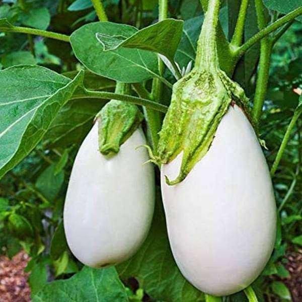 Brinjal F1 Hybrid White - Vegetable Seeds