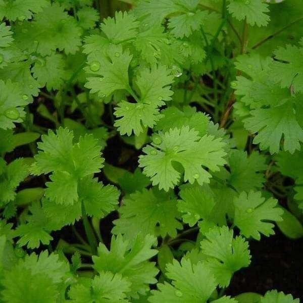 Coriander Panipat - Desi Vegetable Seeds