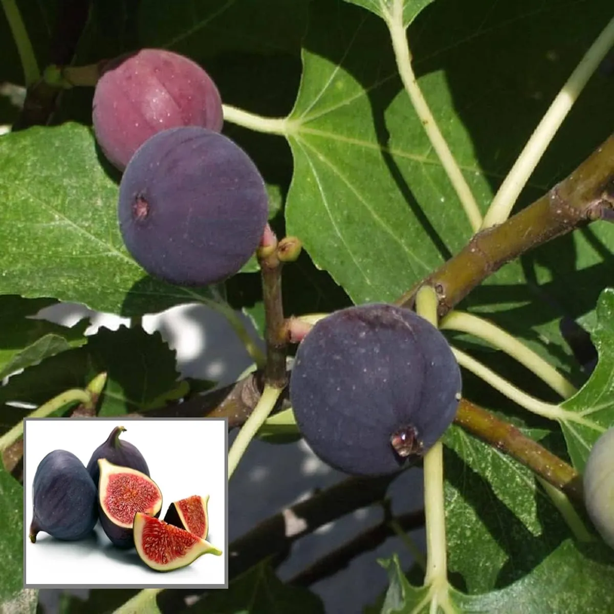Black Mission Fig Anjeer Layering/Grafted Fruit Live Plant