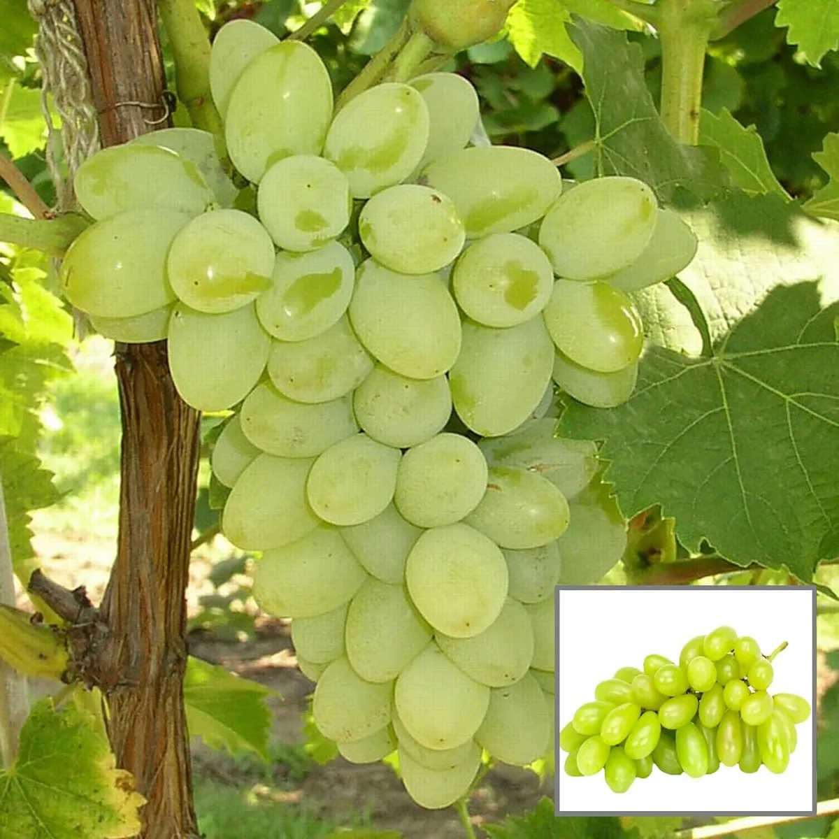 Super Sonaka Seedless Grapes Angoor Layering/Grafted Fruit Live Plant