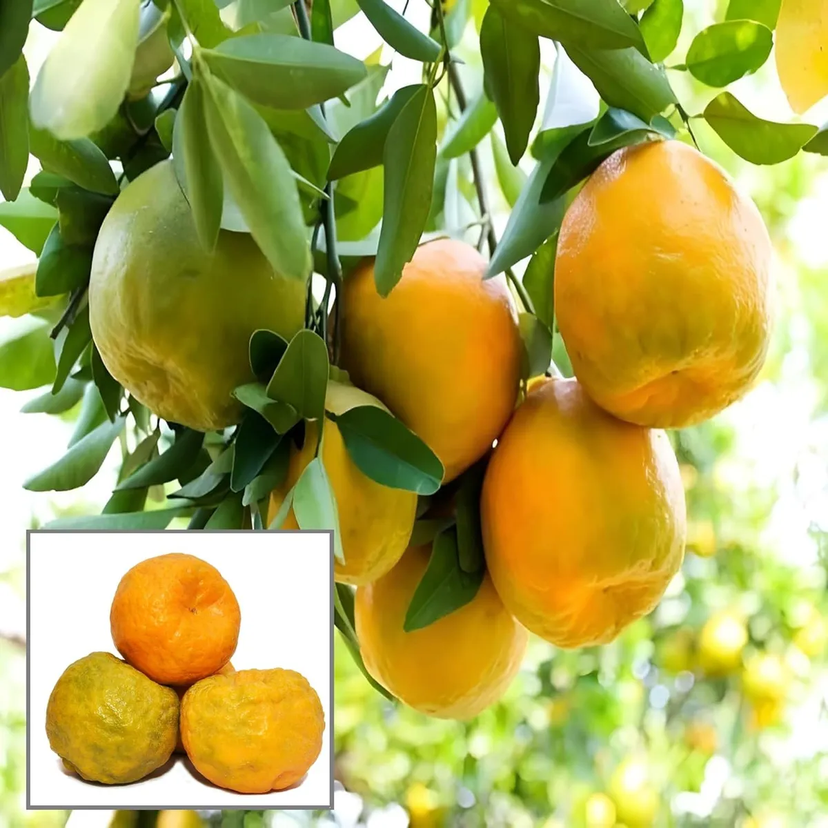 Nagpur Mandarin All Time Orange Santra Grafted Fruit Live Plant (1.5-2 Feet Height)