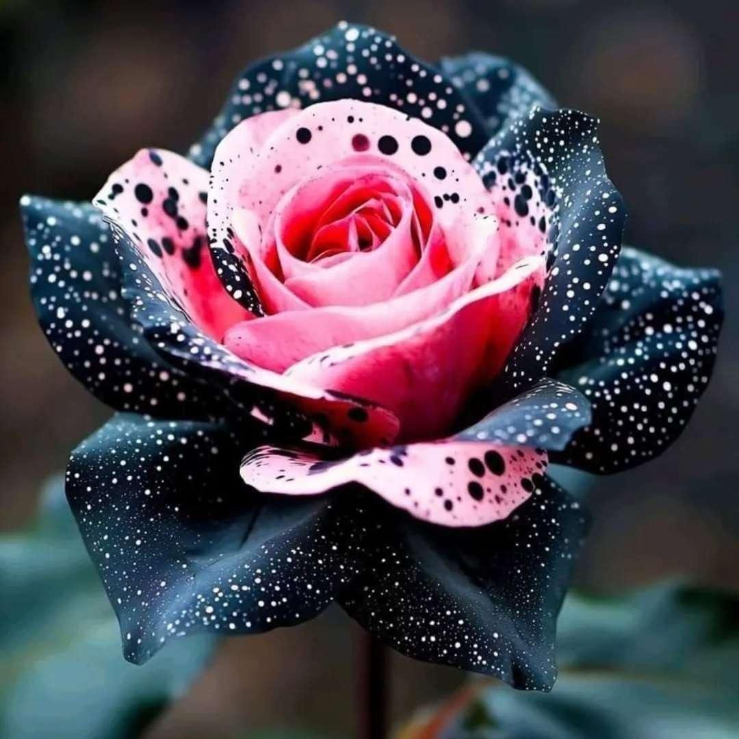 Special Rose Plant Imported YT16